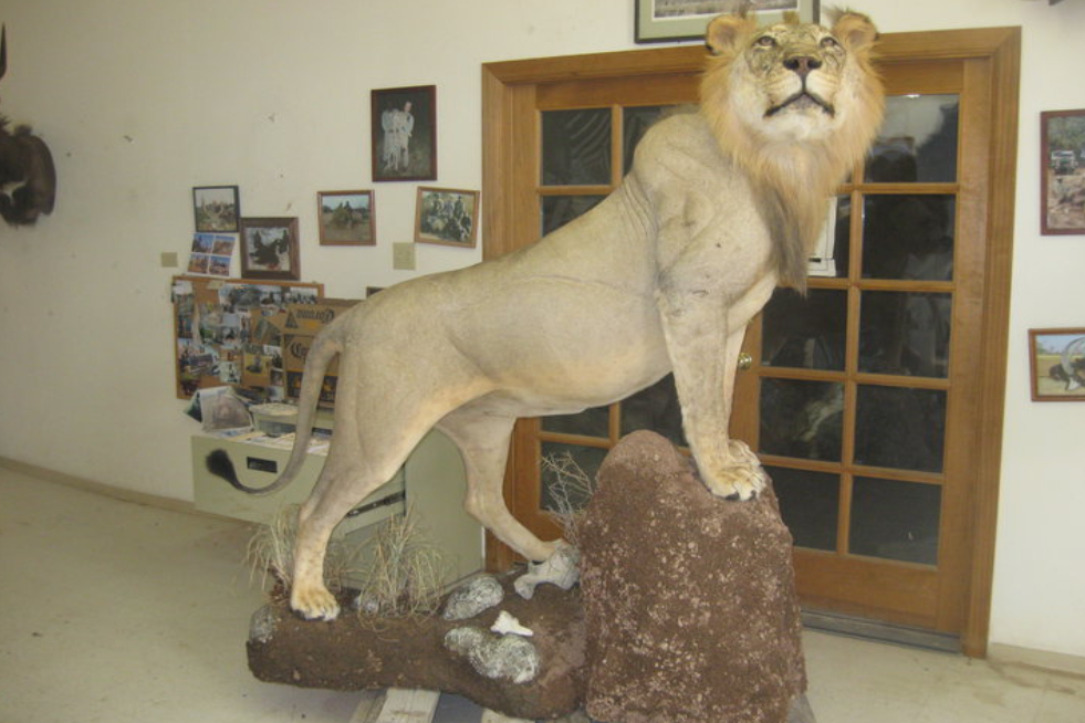 big game taxidermy