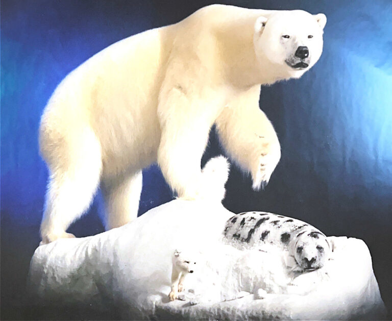 Arctic scene that includes a polar bear, arctic fox and leopard seal posed on a plinth that looks like snow