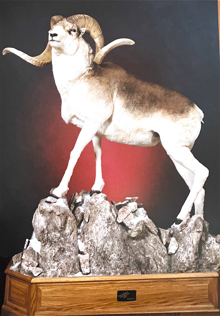 Taxidermied specimen of a horned sheep posed on rocks