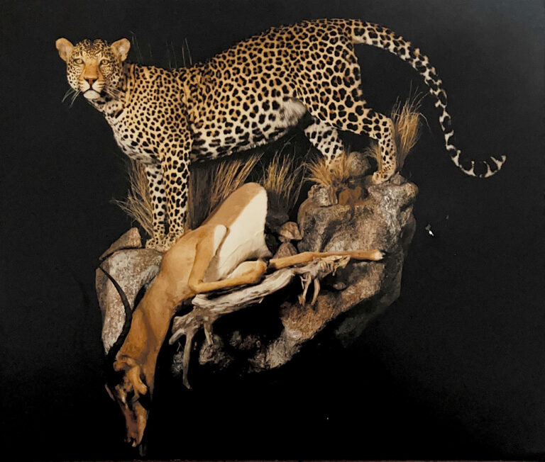 Leopard posed over it's kill - an impala