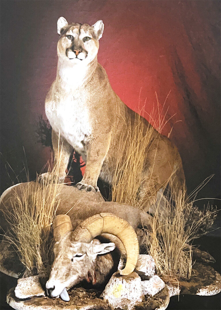 Scene of a mountain lion standing over a slain big horn sheep