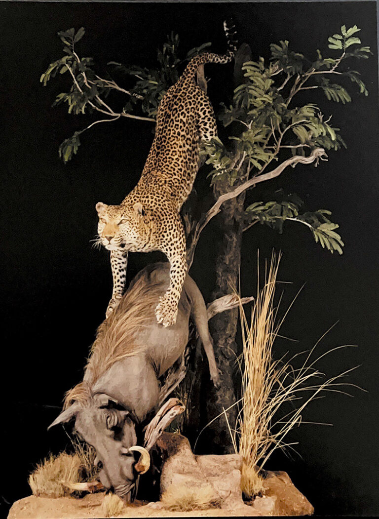 Taxidermied leopard posed in a scene over prey - a warthog.