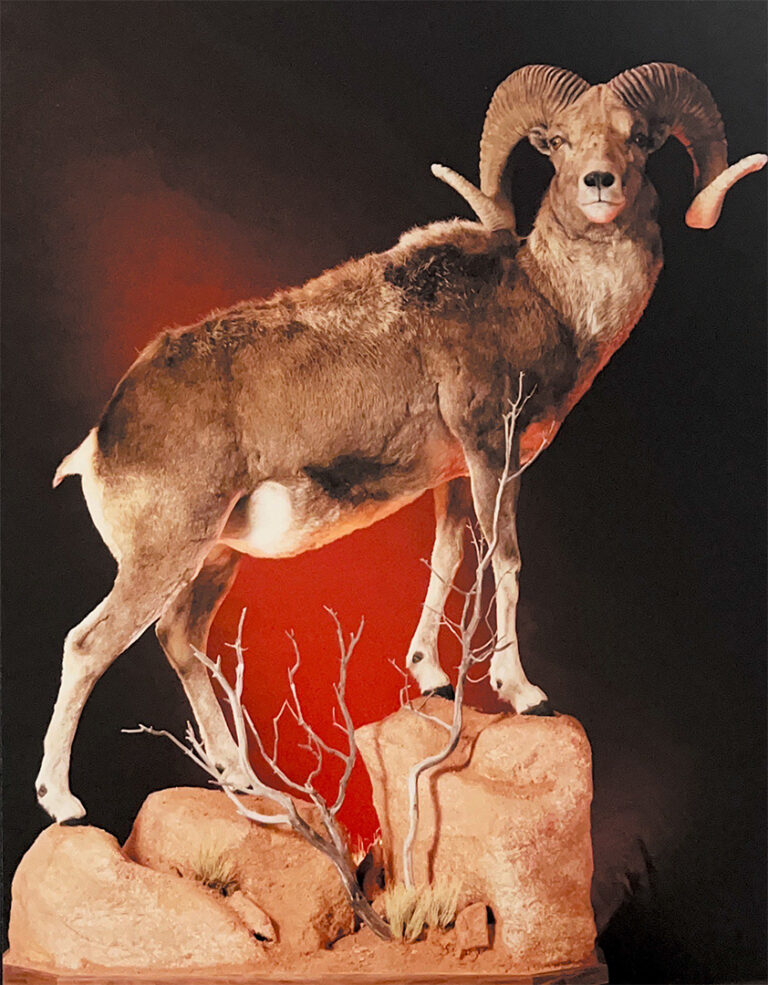 Taxidermied Bix Horn Sheep Mounted on Rocks