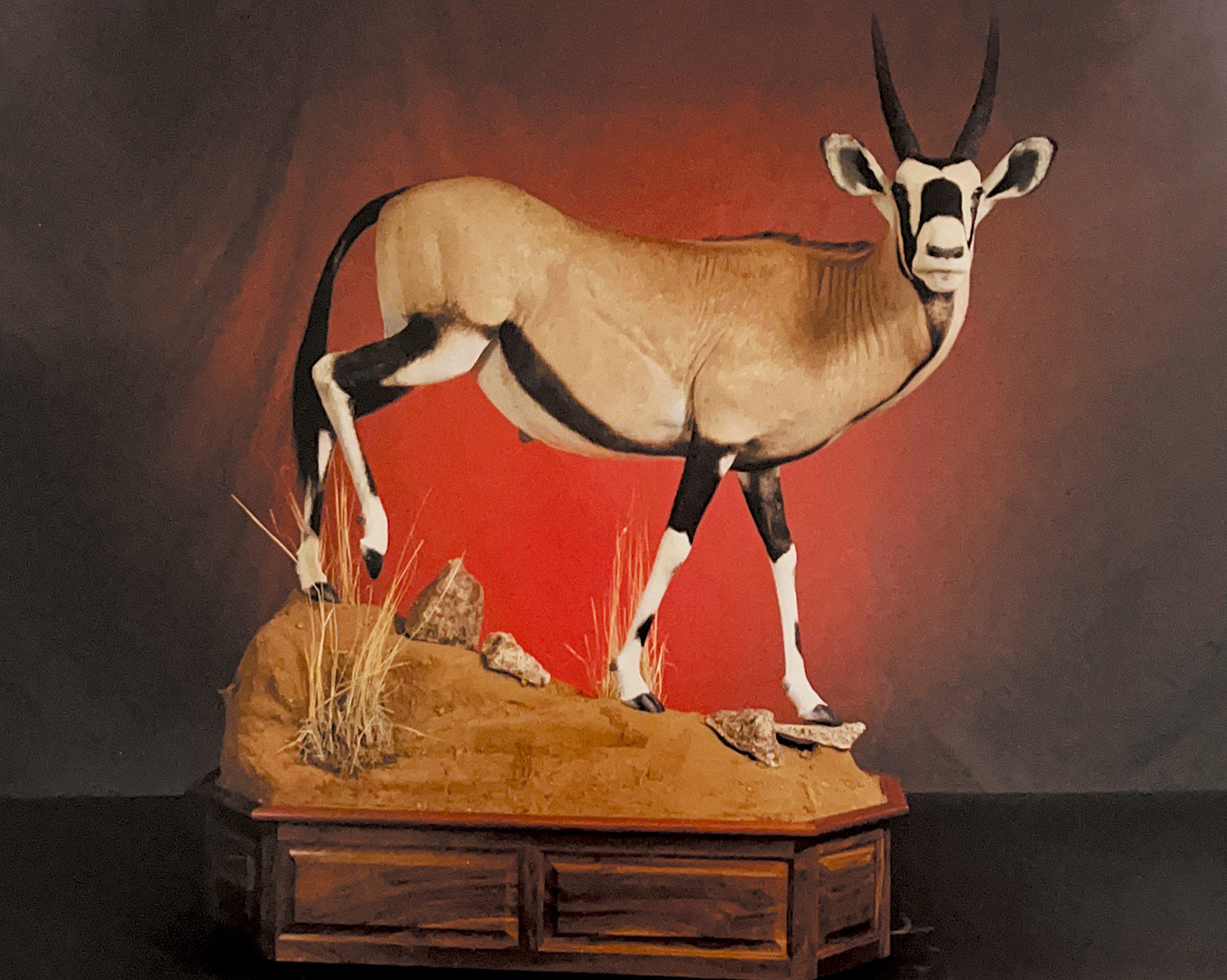 Taxidermied Orix on a plinth with a mound of earth and native grasses. 