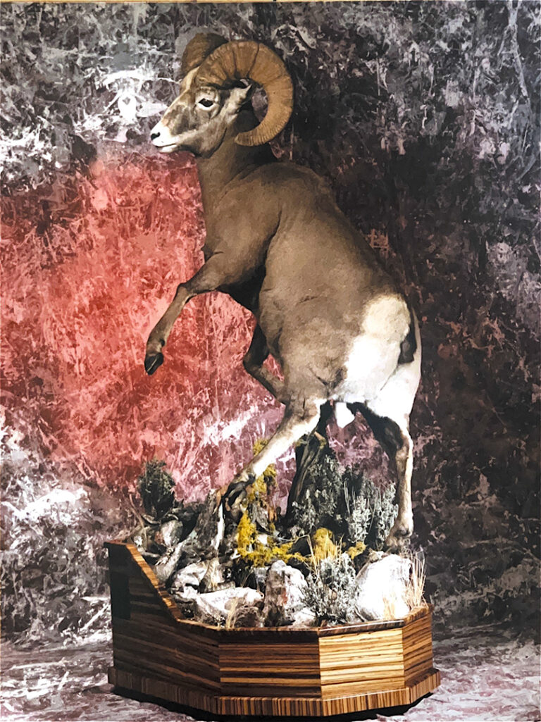 Big Horn Sheep preserved in jumping position.