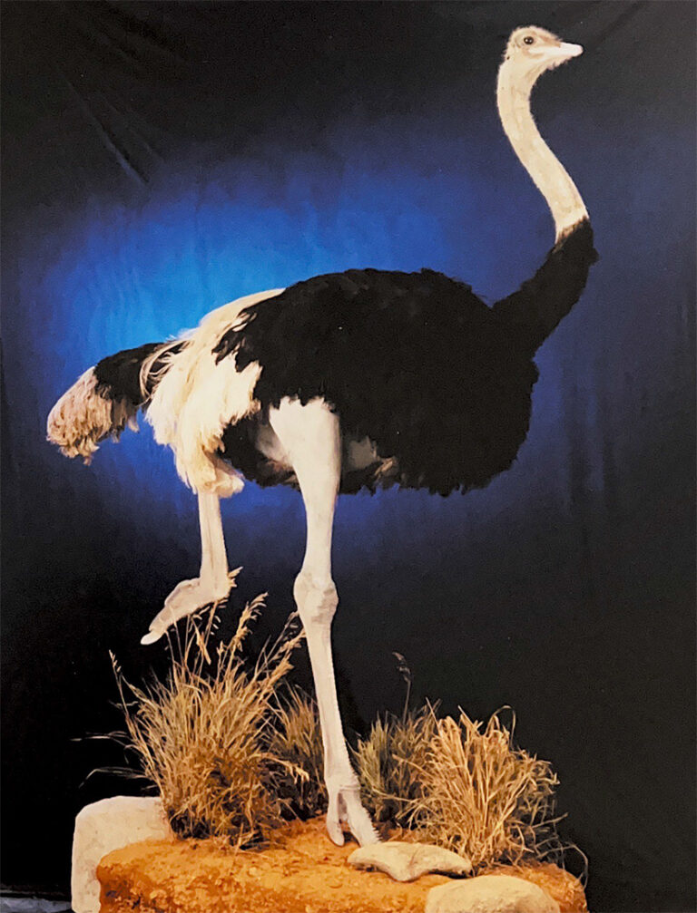 Preserved Ostrich trophy of safari