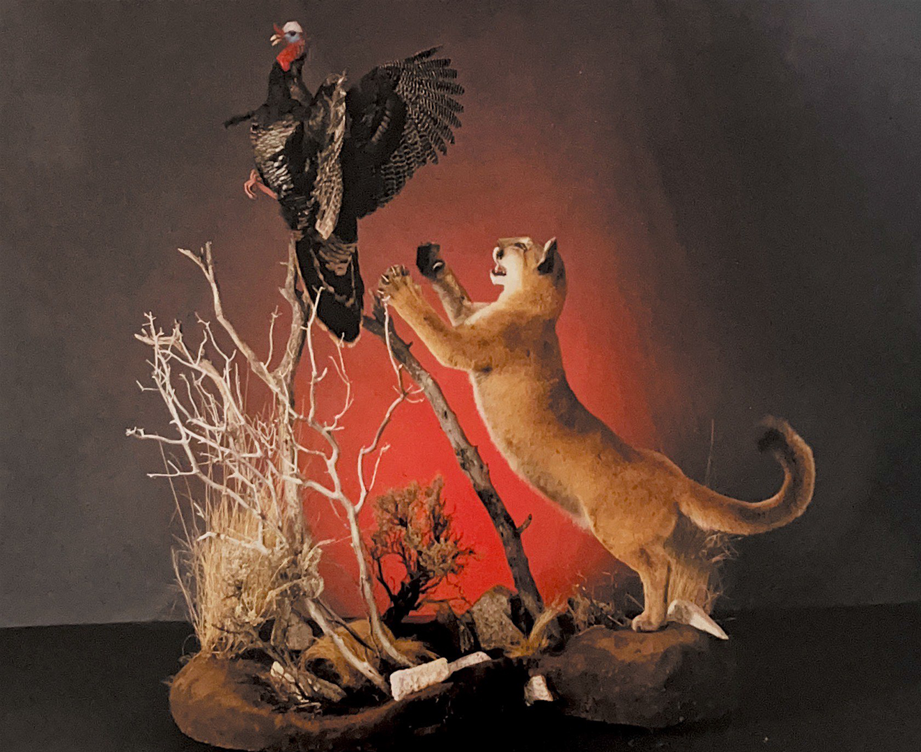 hunting tTaxidermied scene of a mountain lion pouncingafter a wild turkeyrophies 