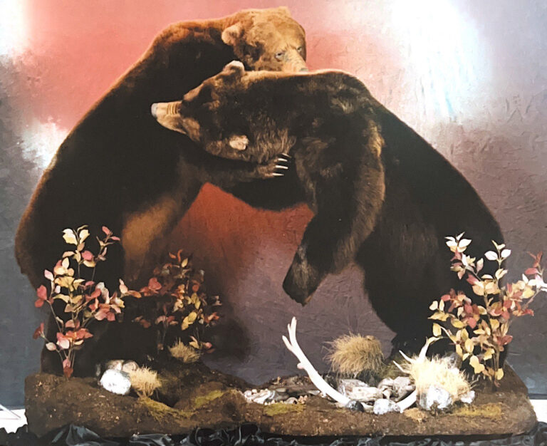 Taxidermied bears posed in a scene as though fighting.