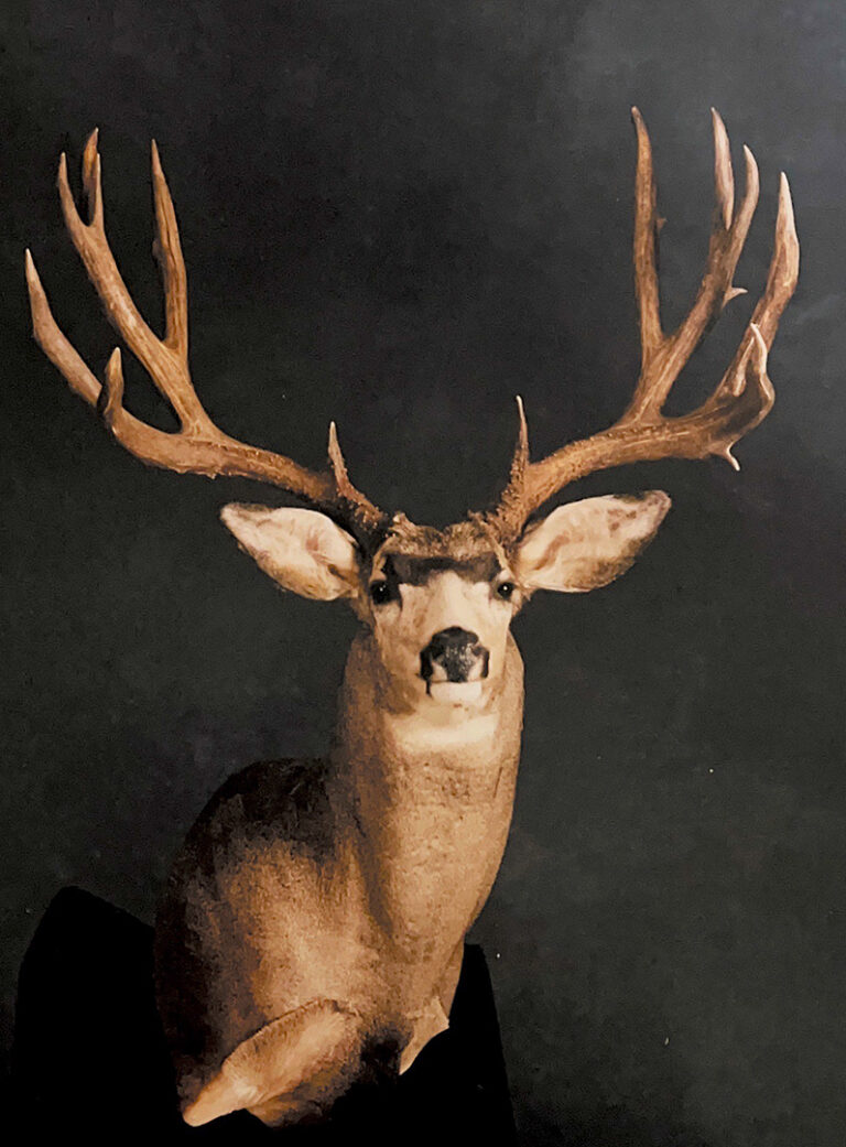 Trophy mount of a buck with large rack.