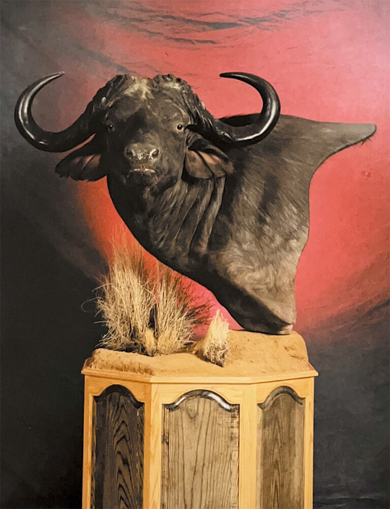 Trophy mount of a cape buffalo