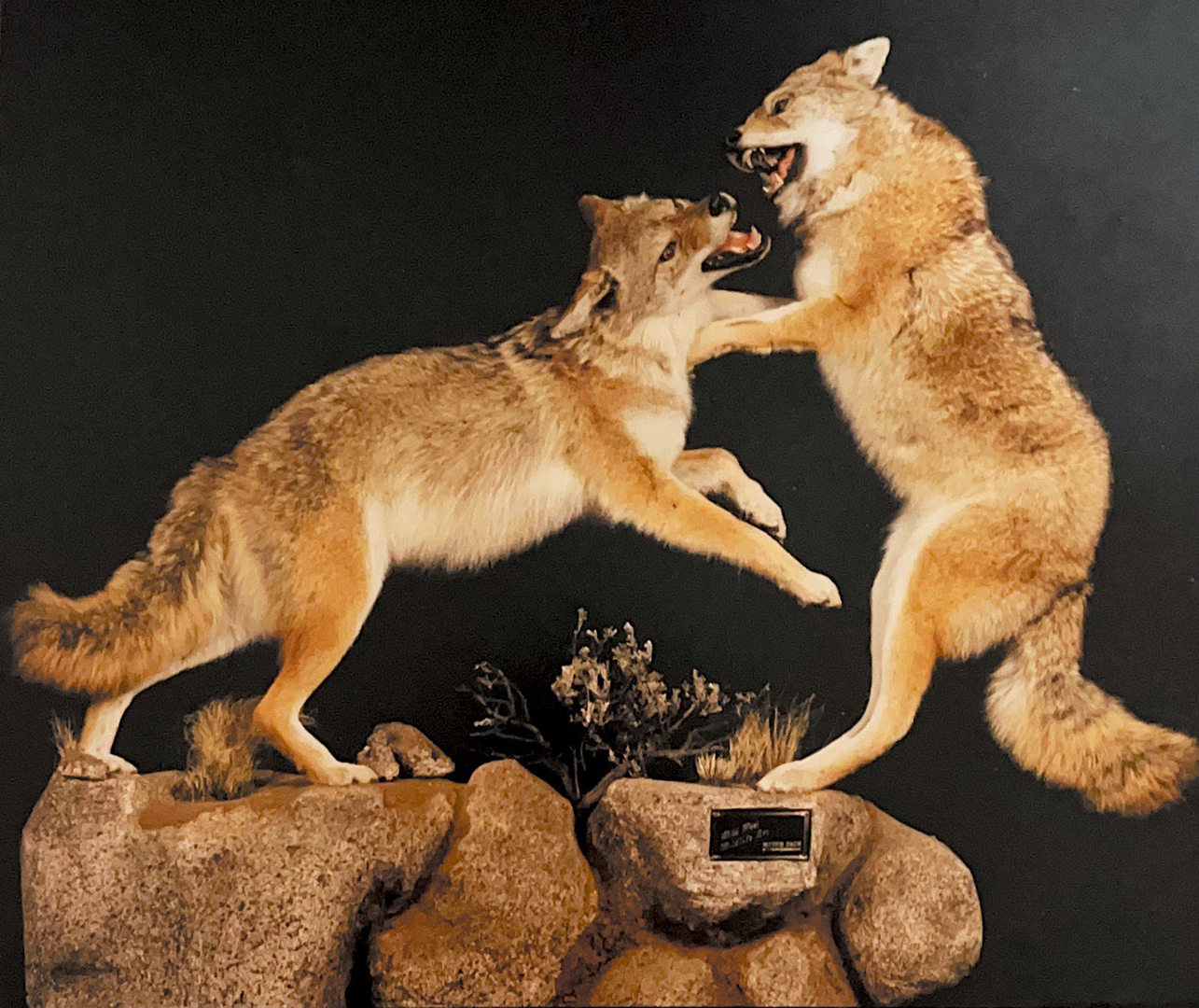 Two taxidermied coyotes posed as though fighting